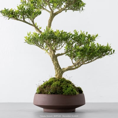 雀舌黃楊｜BHP5282