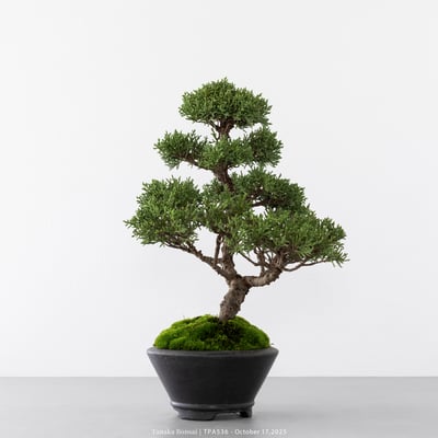 紀州真柏｜TPA5361