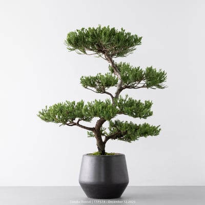 台灣真柏｜TTP5745