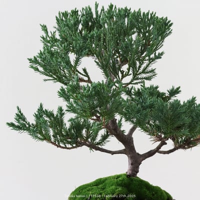 台灣真柏｜TTP5387