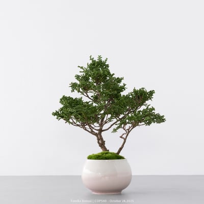 日本青檜｜COP5404