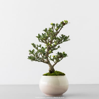 綠鑽羅漢松｜GPP5126