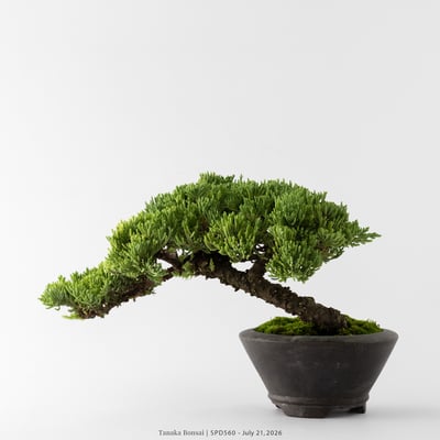 珍珠柏｜SPD5608