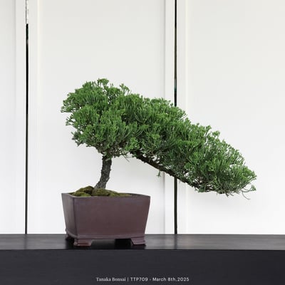 台灣真柏｜TTP7093