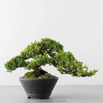 珍珠柏｜SPD5434