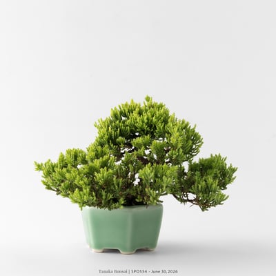 珍珠柏｜SPD5546
