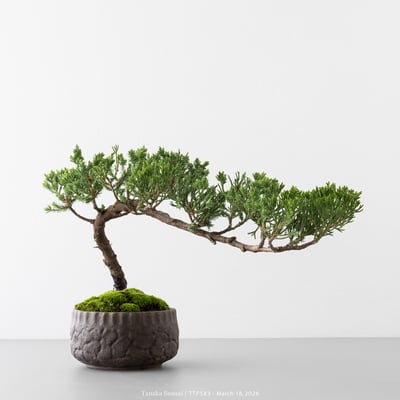 臺灣真柏｜TTP5838