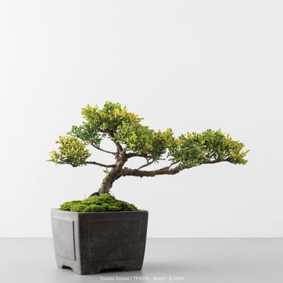 紀州真柏｜TPA5586