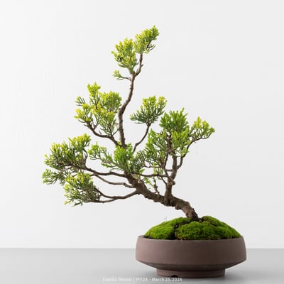 系魚川真柏｜IP5247