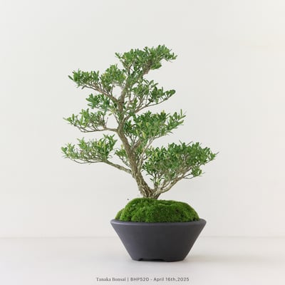 雀舌黃楊｜BHP5203