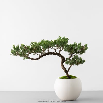 臺灣真柏｜TTP5891