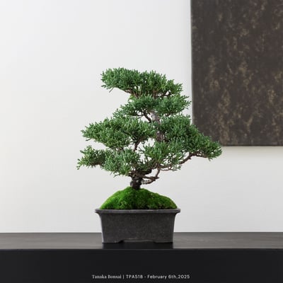 紀州真柏｜TPA5181