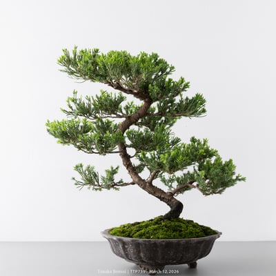 臺灣真柏｜TTP7394