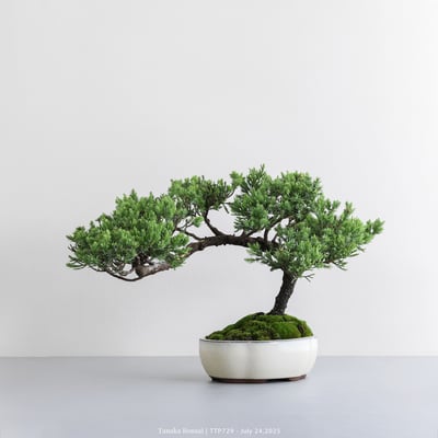 台灣真柏｜TTP7292