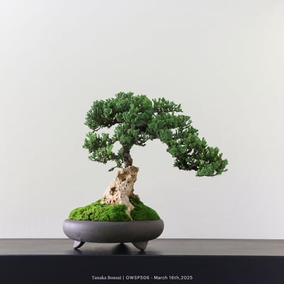 【官網限定】珍珠柏｜OWSP5061