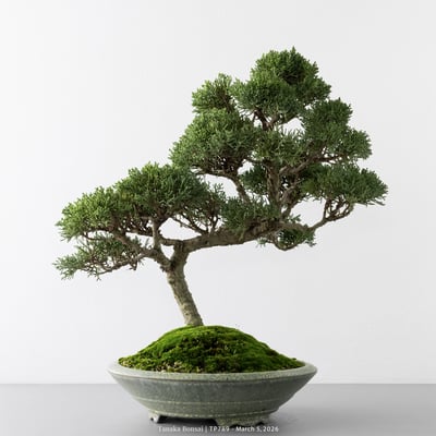 紀州真柏｜TP7896