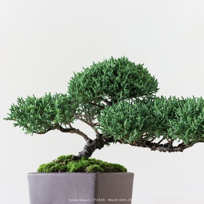 紀州真柏｜TPA5264