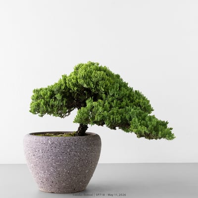 珍珠柏｜SP7183