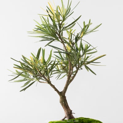 日本斑葉羅漢松｜FP5358