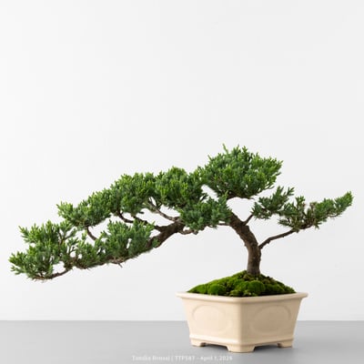 臺灣真柏｜TTP5875