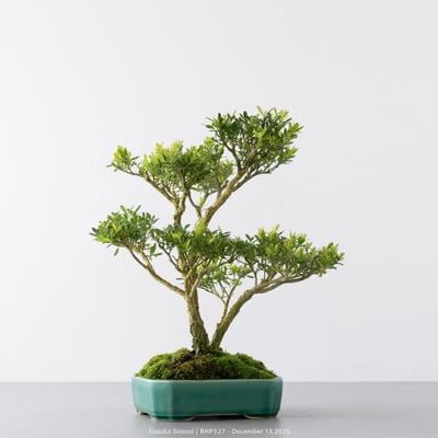 雀舌黃楊｜BHP5273