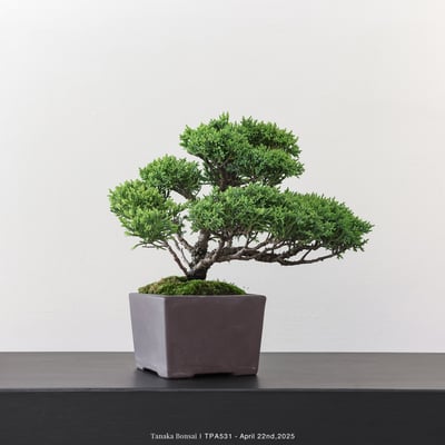 紀州真柏｜TPA5313