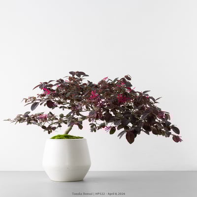 紅花繼木｜HP5224