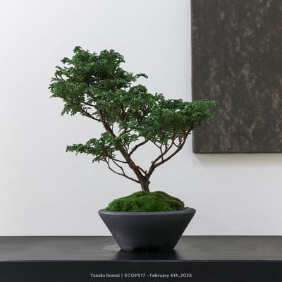 姬檜木｜SCOP5174