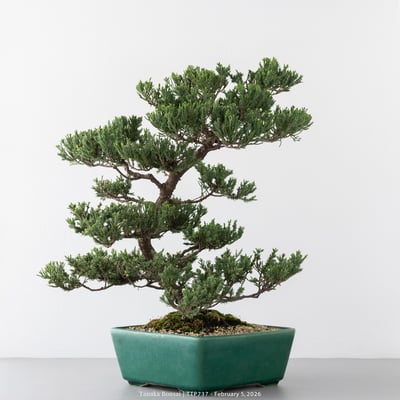 臺灣真柏｜TTP7377