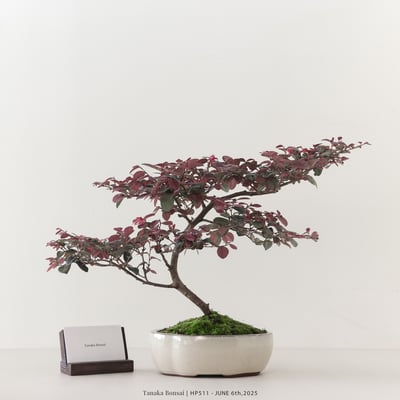 紅花繼木｜HP5111