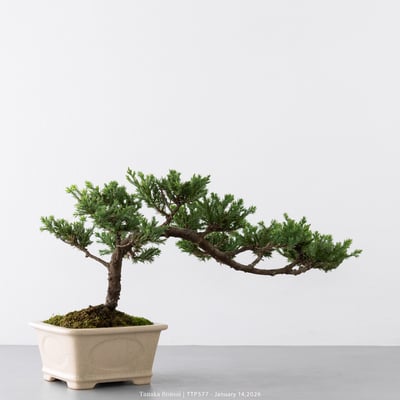 臺灣真柏｜TTP5777