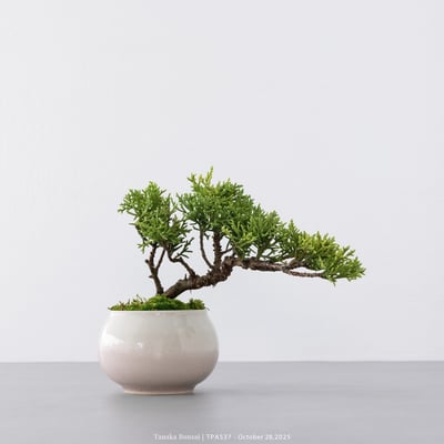 紀州真柏｜TPA5375