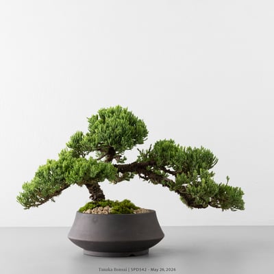 珍珠柏｜SPD5425