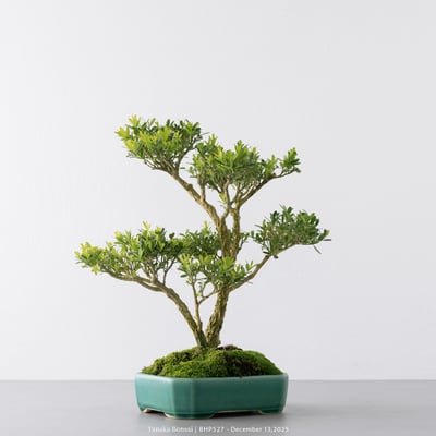 雀舌黃楊｜BHP5275