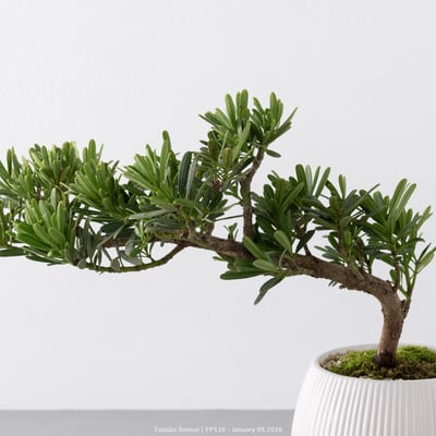 晶鑽羅漢松｜FP5309