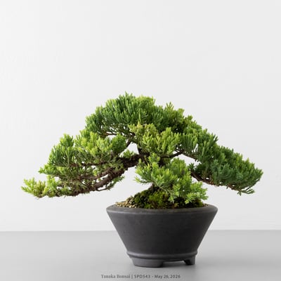 珍珠柏｜SPD5436