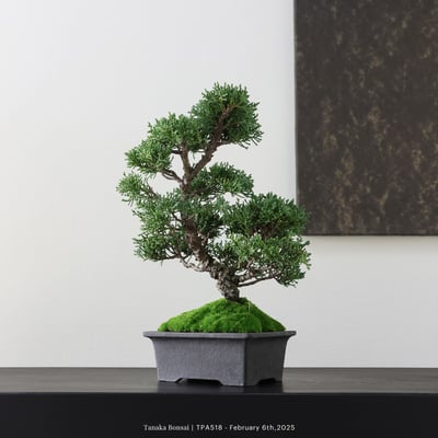 紀州真柏｜TPA5185