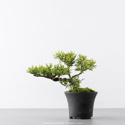 紀州真柏｜TPA5444