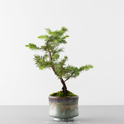 黃金杜松｜GDP5535