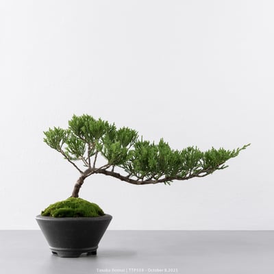 台灣真柏｜TTP5596