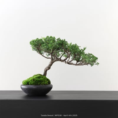 宮坂系魚川真柏｜MP5385