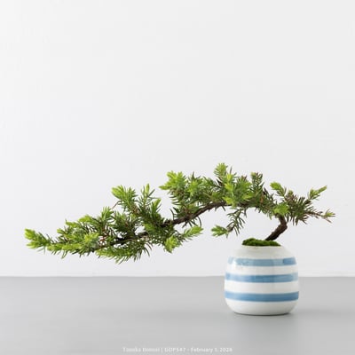 黃金杜松｜GDP5475