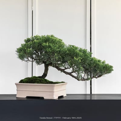 台灣真柏｜TTP7115