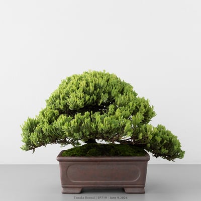 珍珠柏｜SP7191