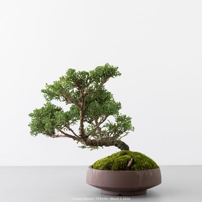 紀州真柏｜TPA5567