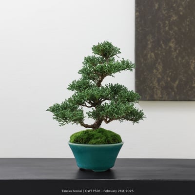 【官網限定】紀州真柏｜OWTP5014