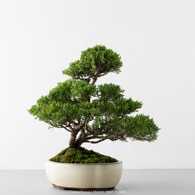 紀州真柏｜TPA5725