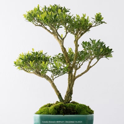 雀舌黃楊｜BHP5277