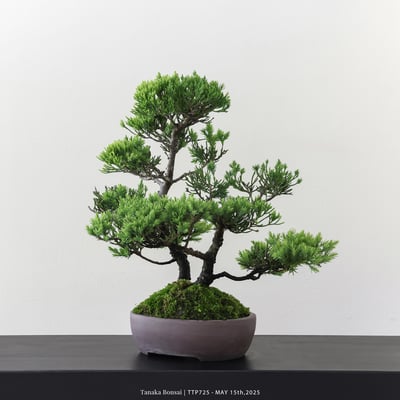 台灣真柏｜TTP7256