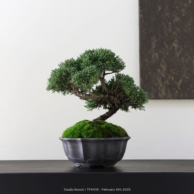 紀州真柏｜TPA5167